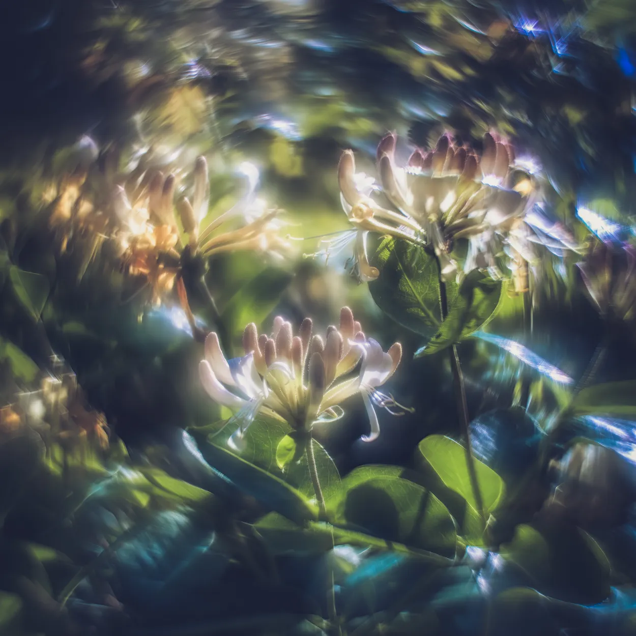 Honeysuckle swirl Helios lens