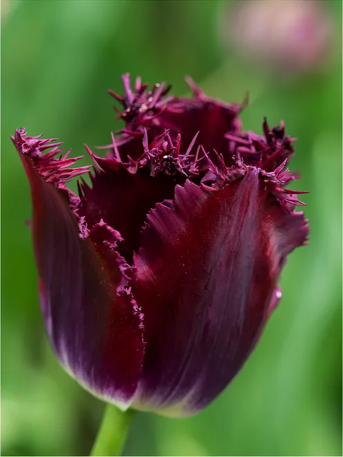 Purple With A Fringe