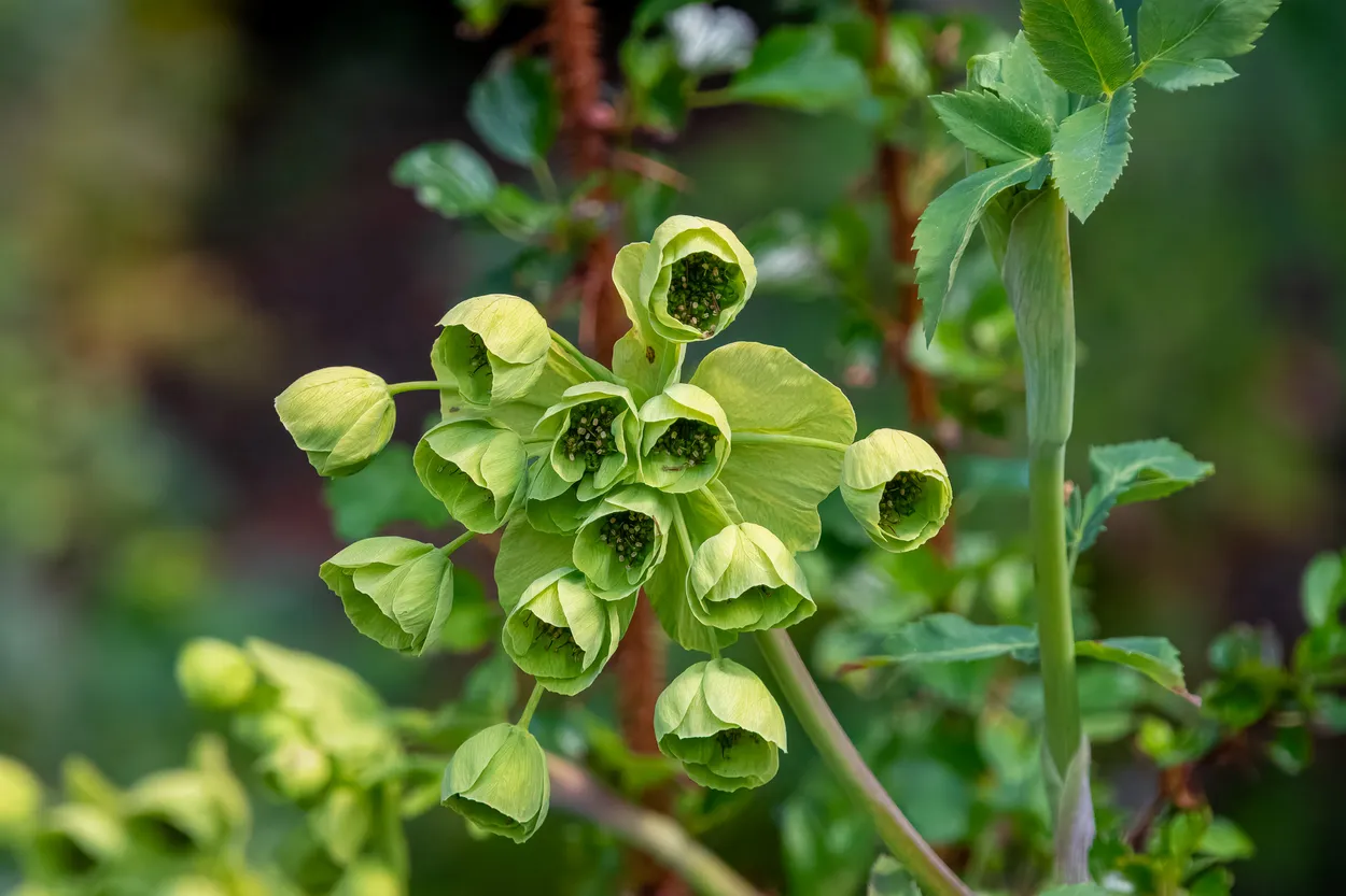 Green Dream