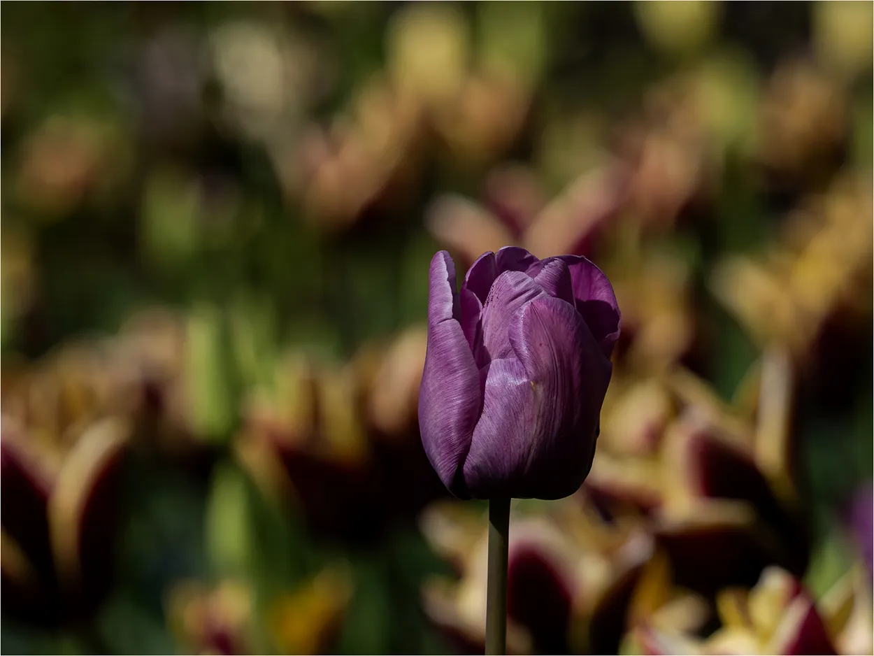 Purple Tulip with Audience