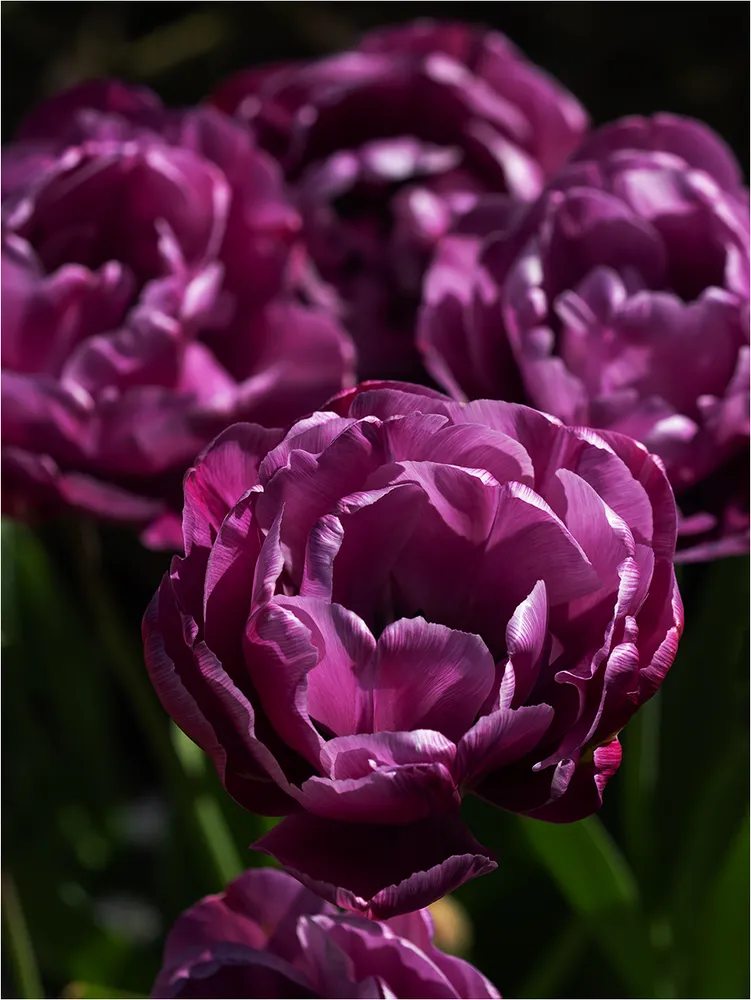 March of the Purple Army