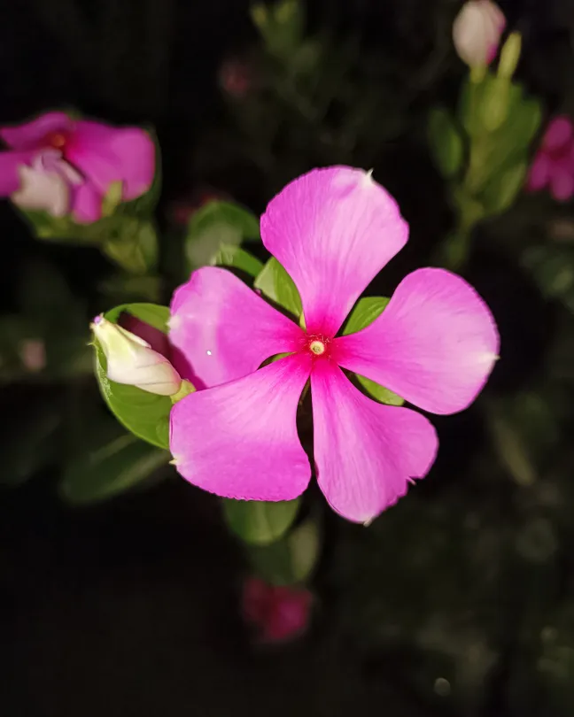 Deep in their roots, all flowers keep the light