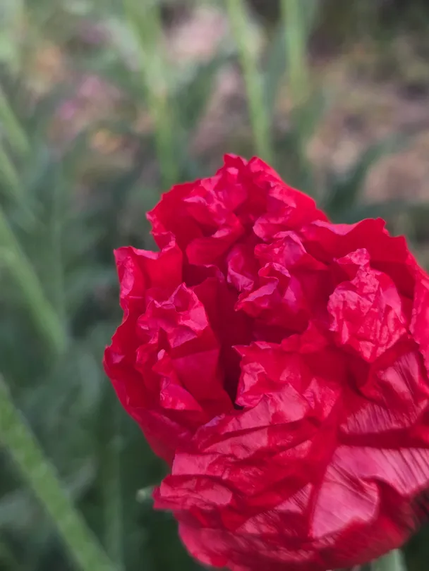 Scarlet Folds