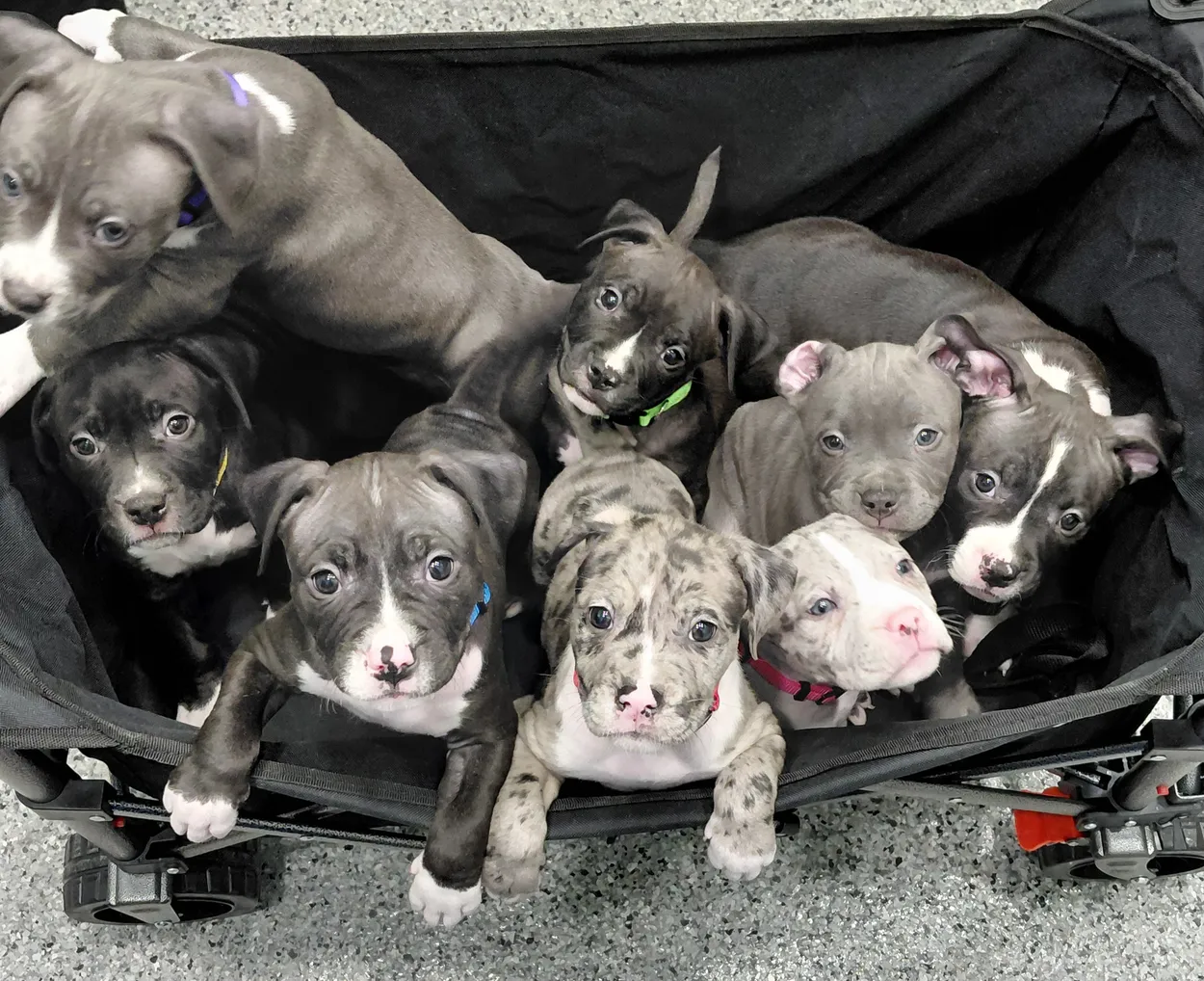Puppy Bandwagon