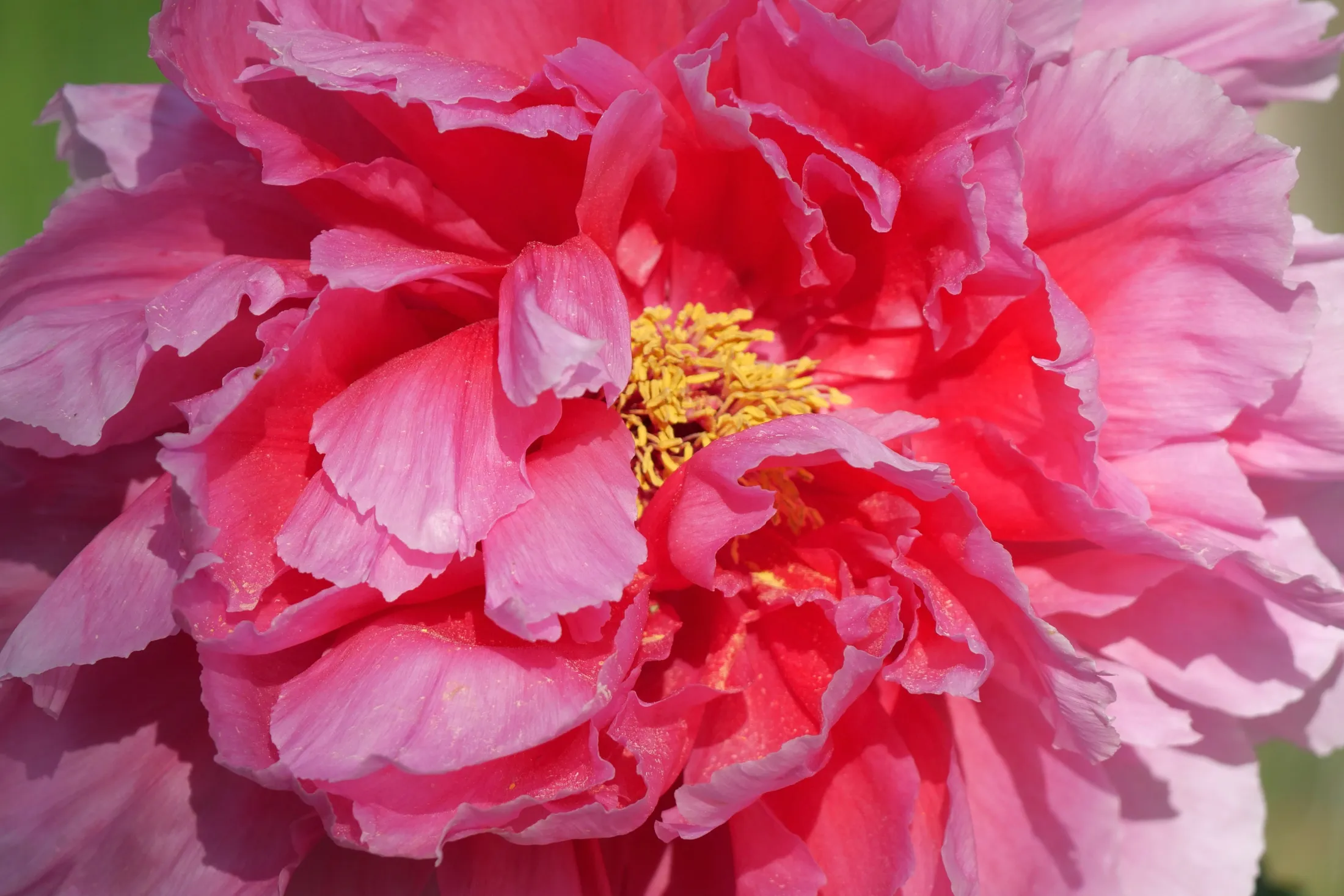 Peonie