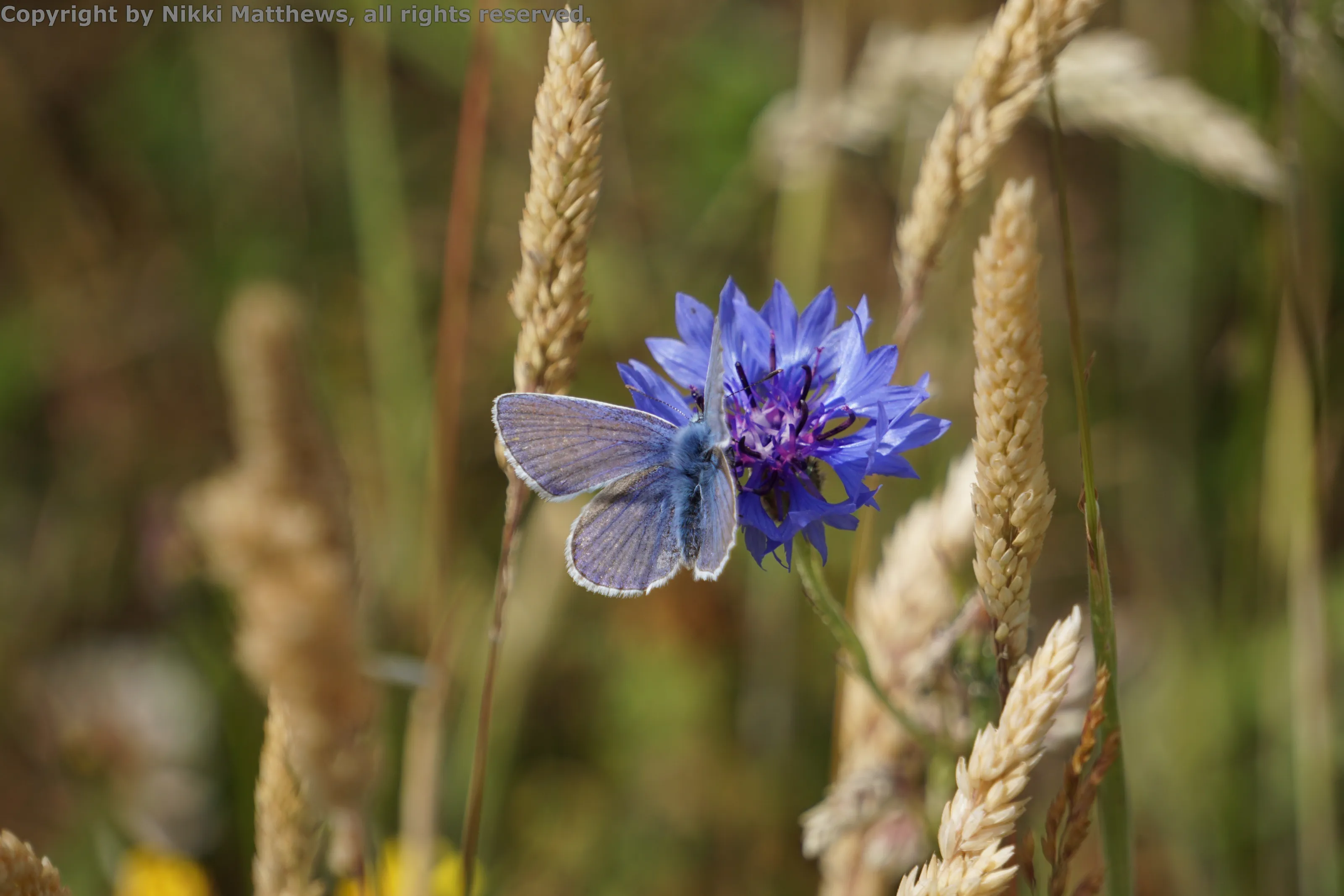 Male Common Blue Butterfly on a Cornflower