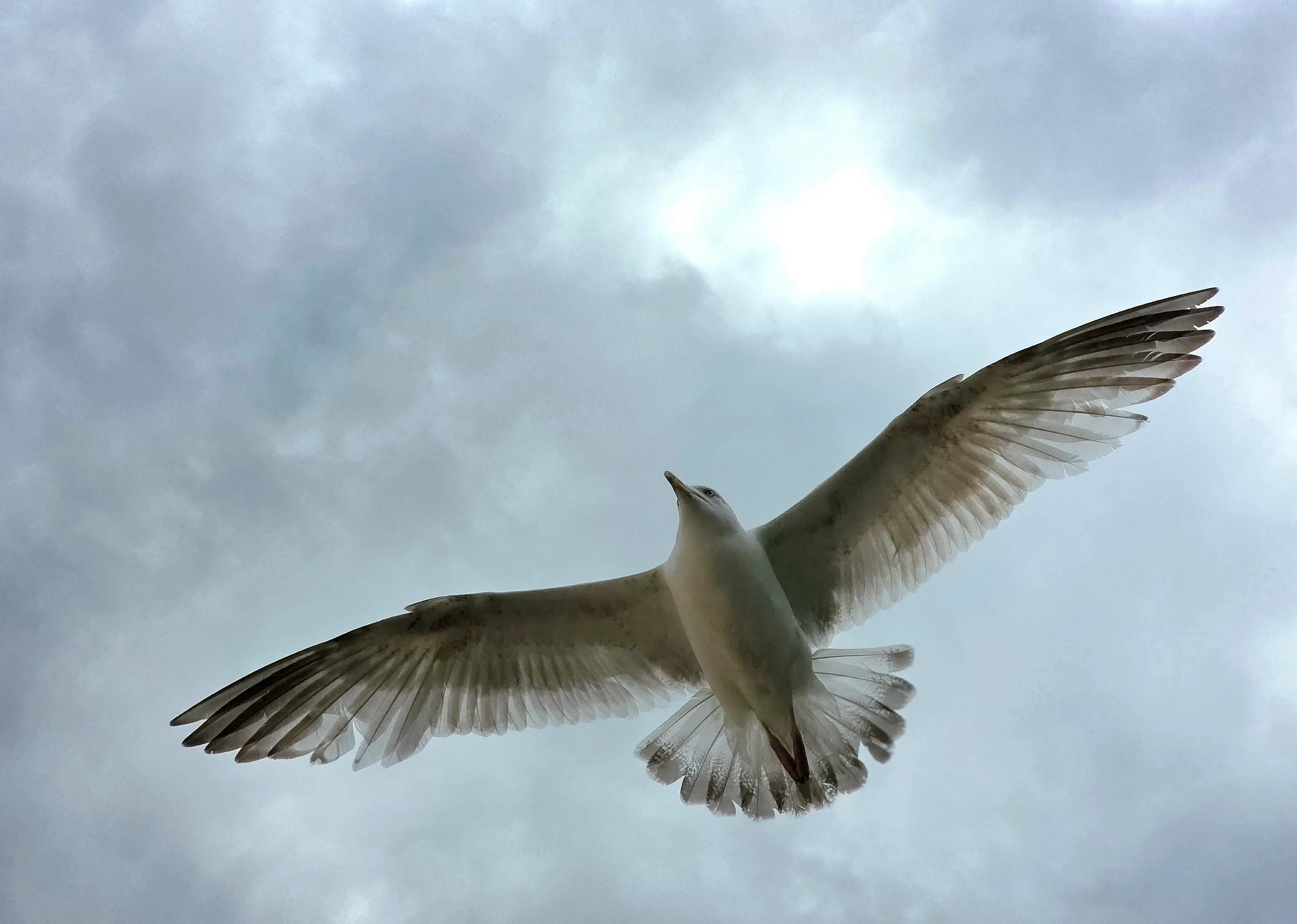 Seagull