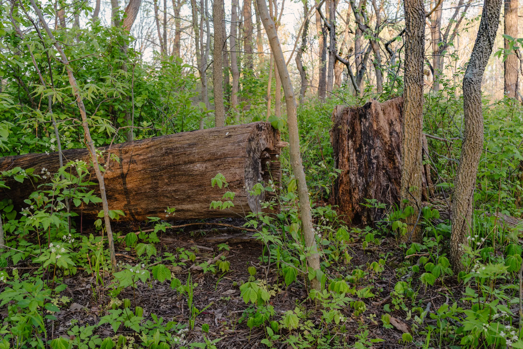 Cut Down Tree Trunk