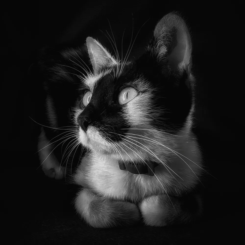 Cat in Black and White