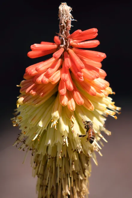 Torch Lily