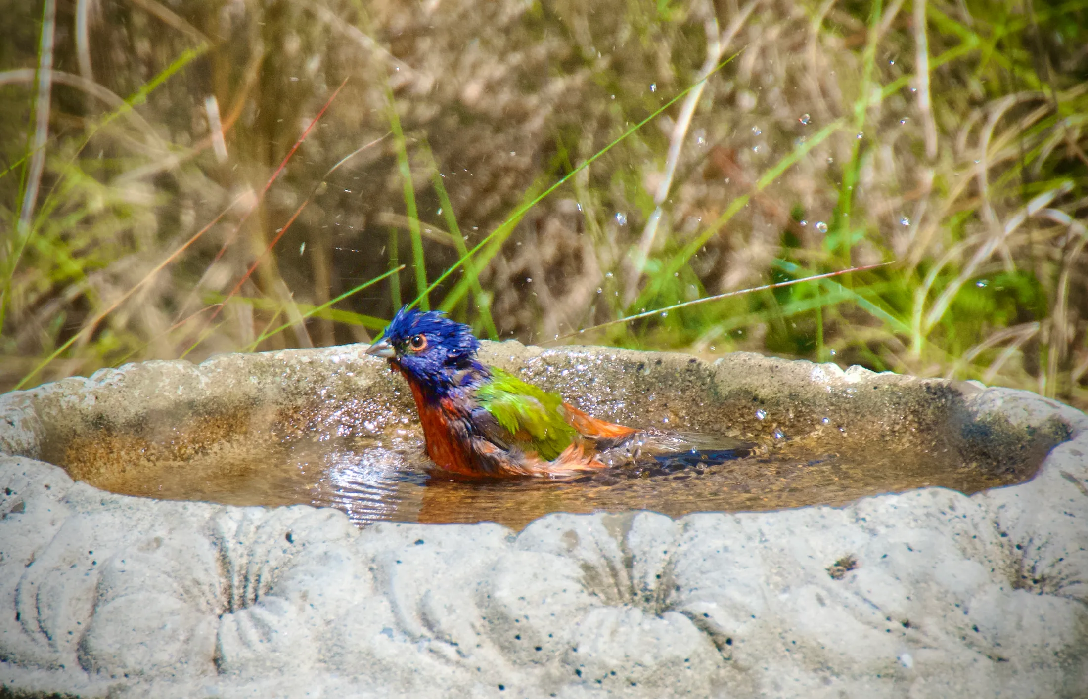 Painted (Bathing) Bunting
