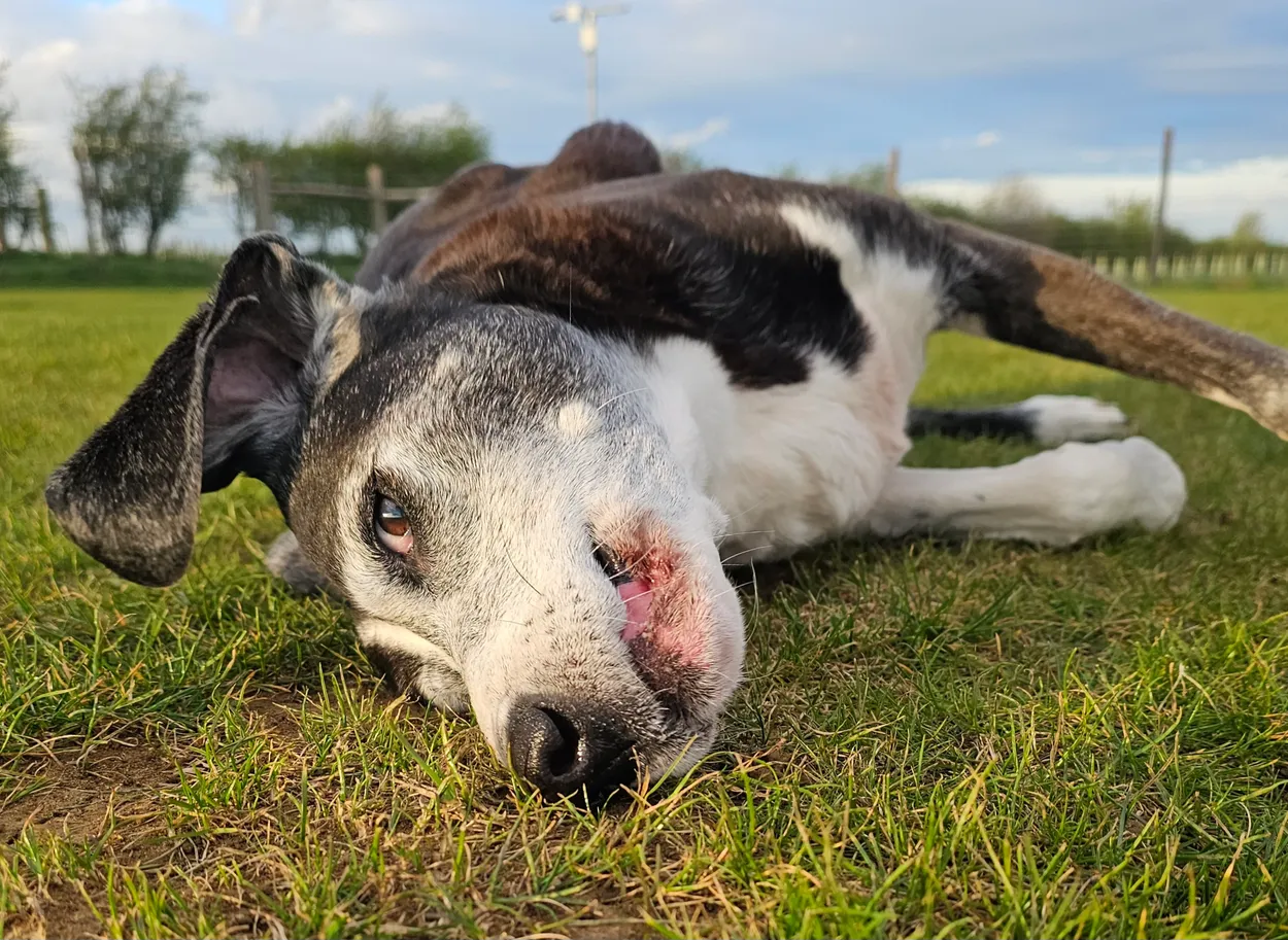 Dog playing