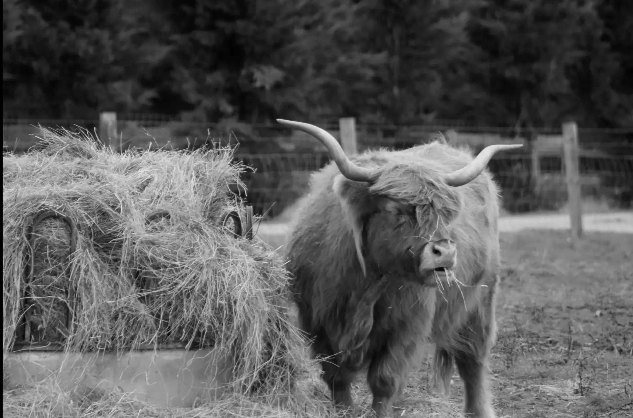 Eating Some Hay