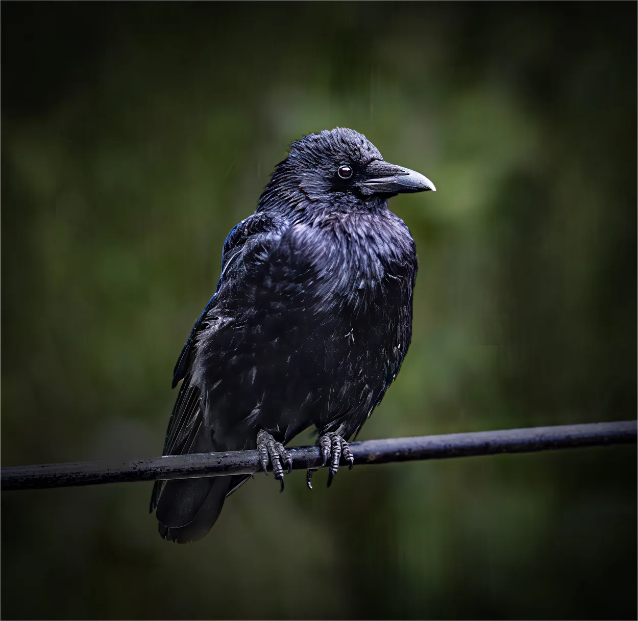 Carrion Crow...