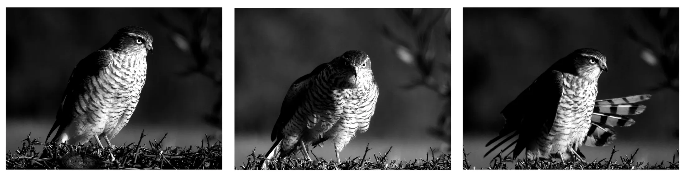 Sparrowhawk Triptych (b&w)
