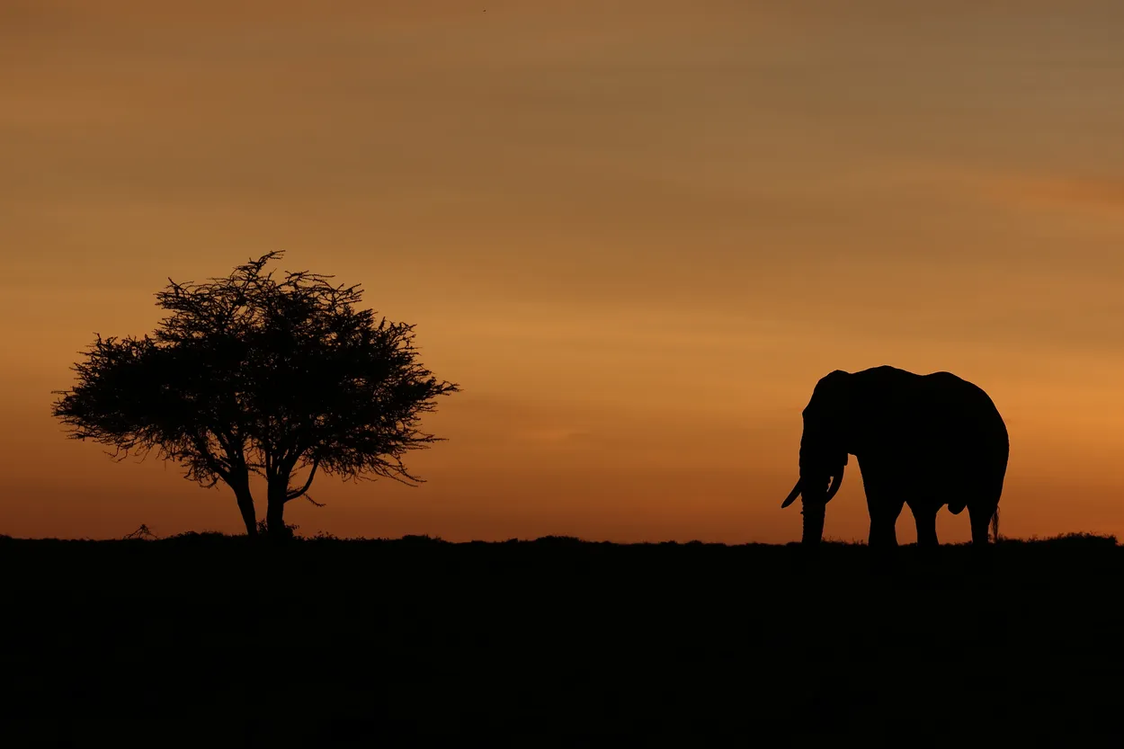 Elephant and tree, Mara North