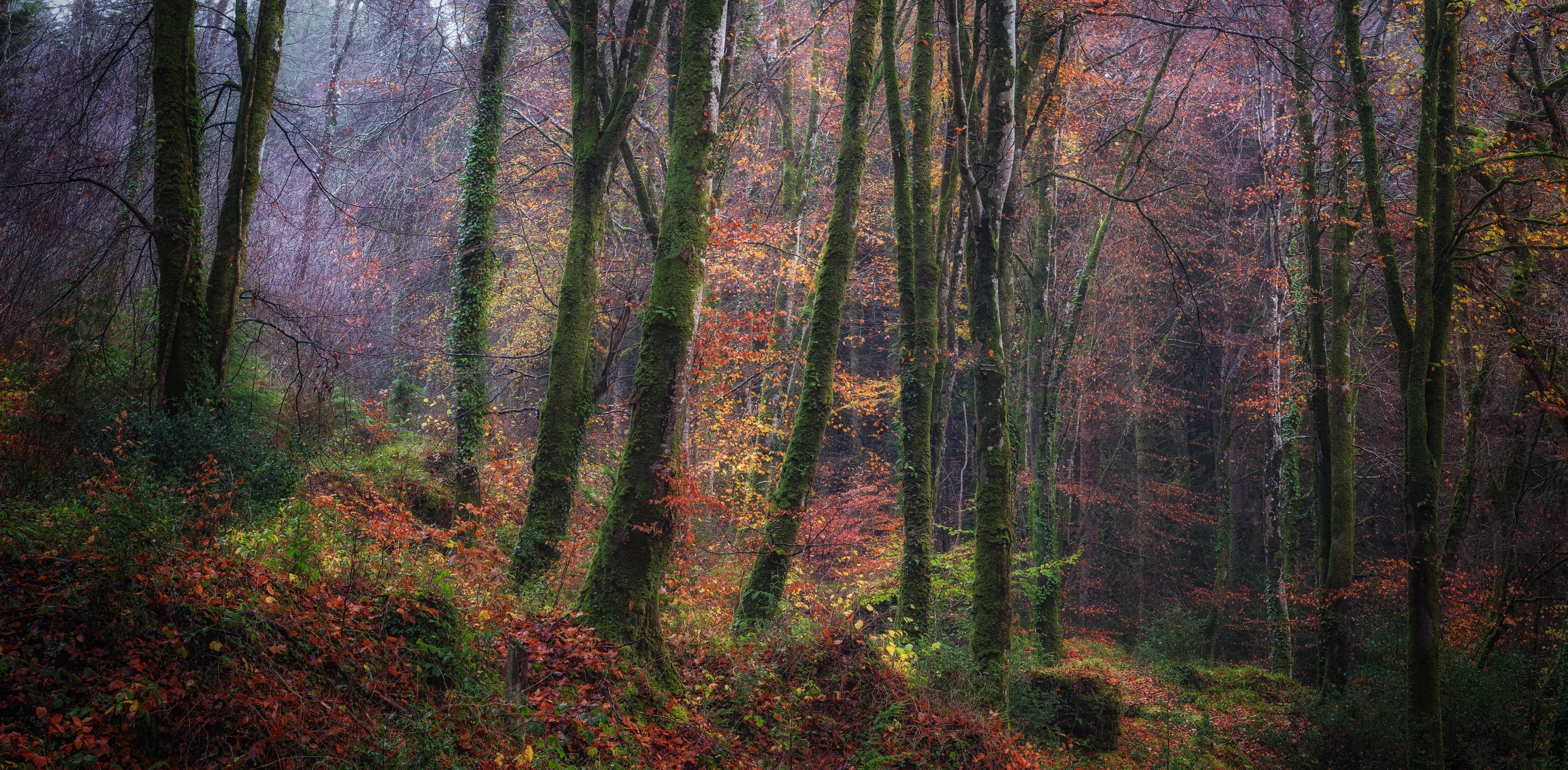 Idless woods autumn panorama cornwall uk