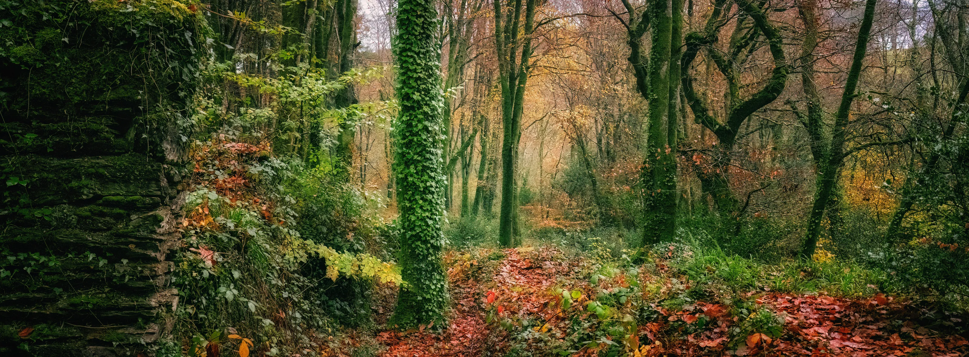 Idless woods autumn panorama cornwall uk with ruins