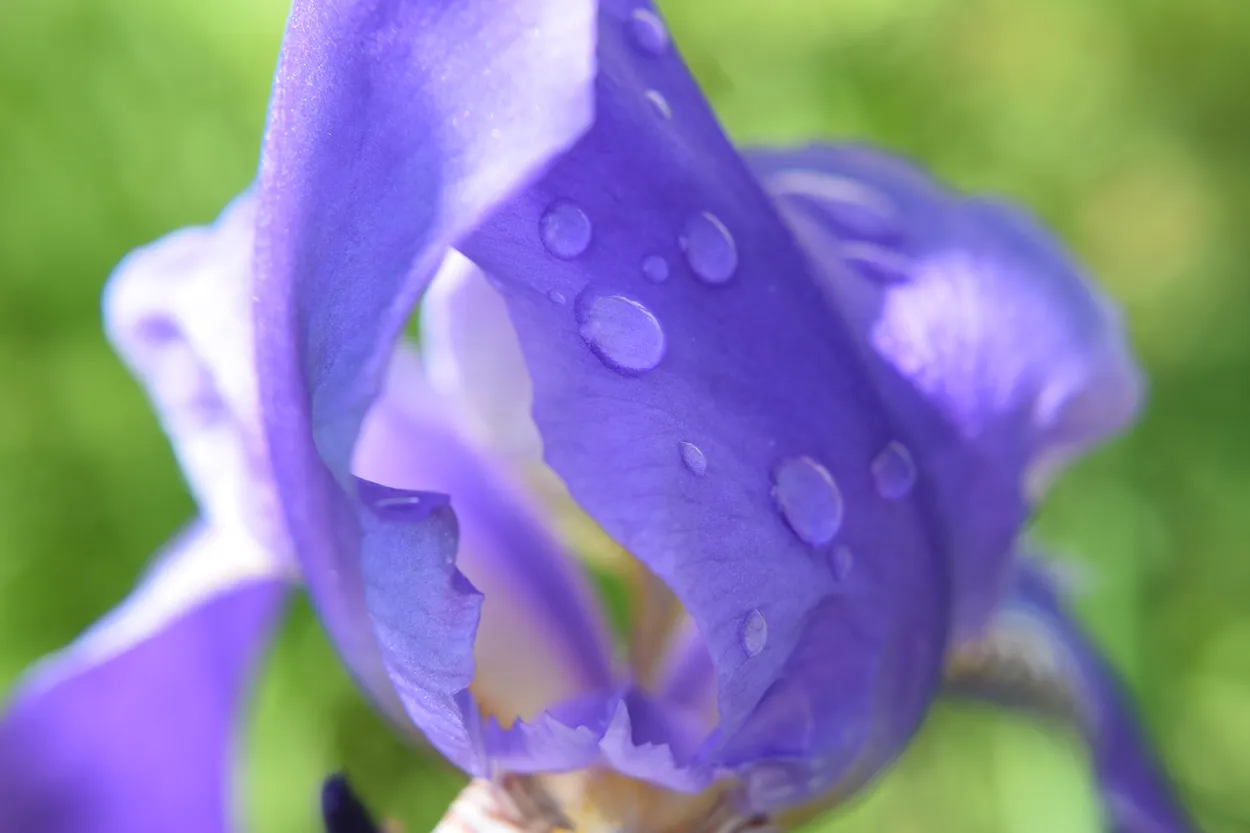 Waterdroplets on an iris flower