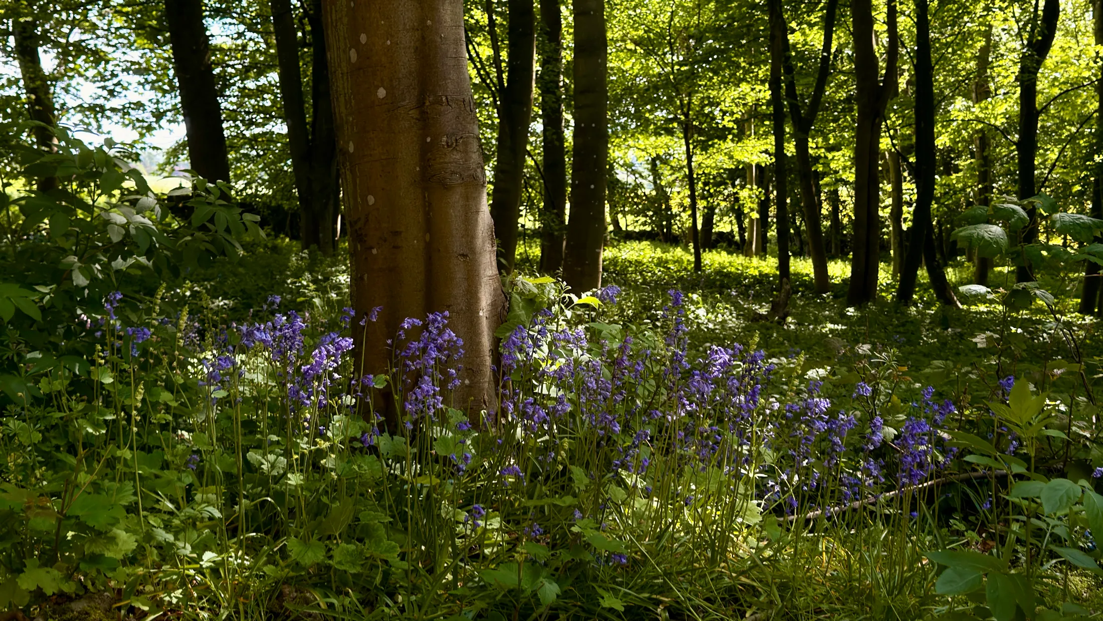 Bluebells
