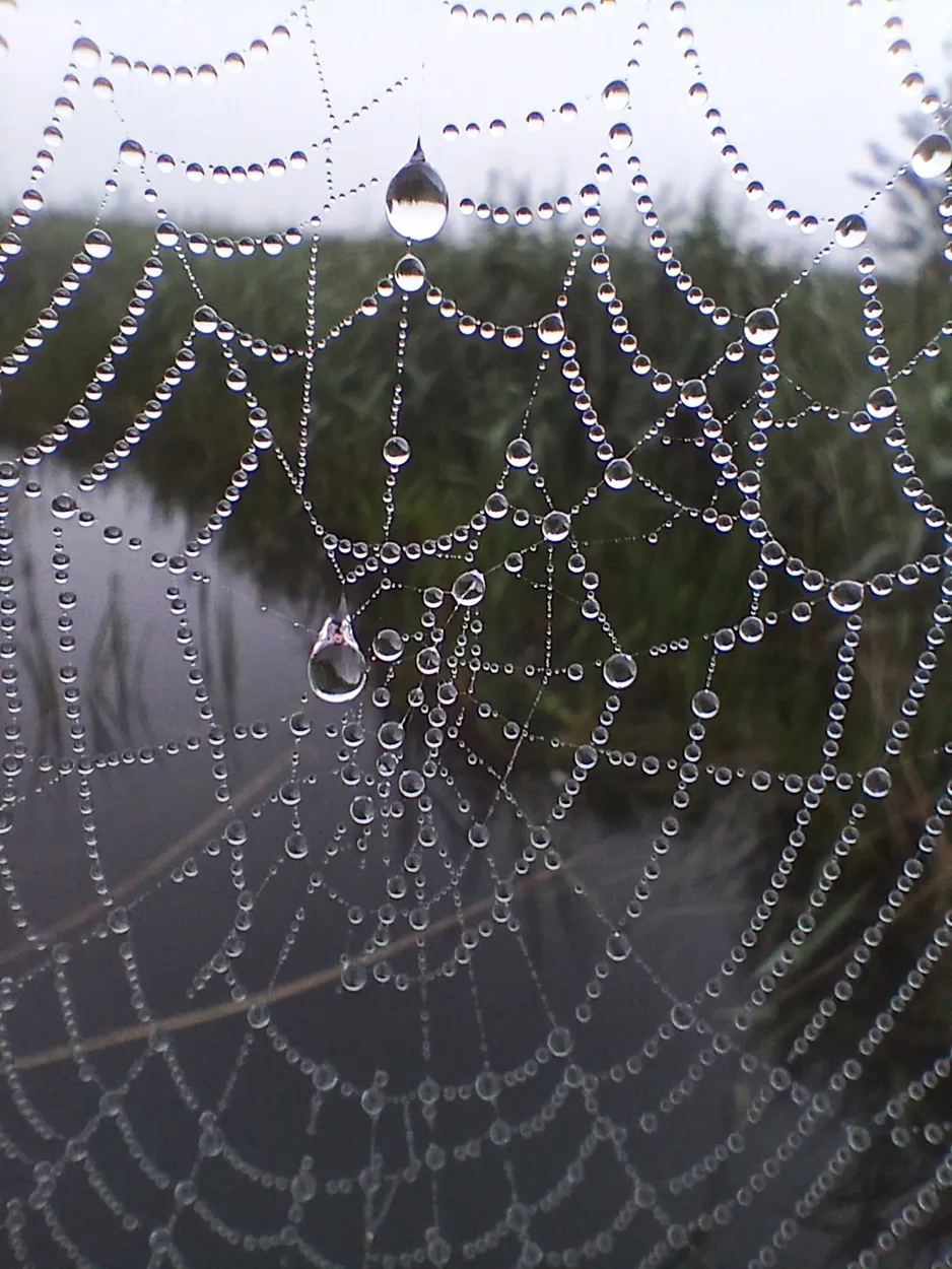 Macro spiderweb in the morning dew