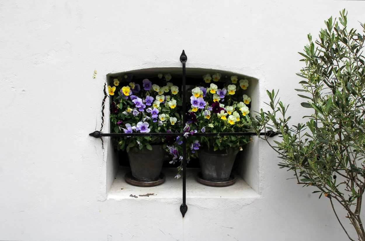 Pansies