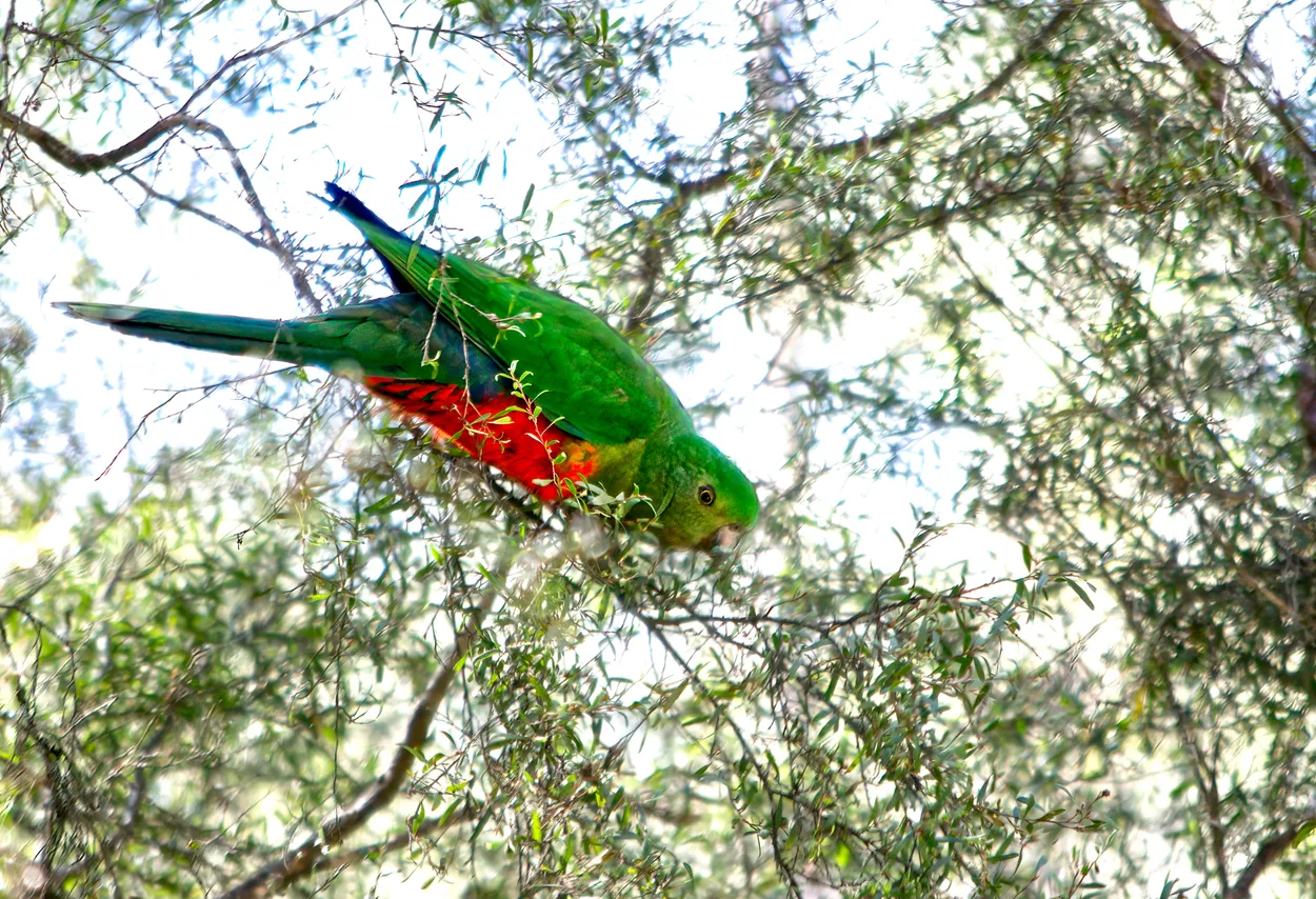 Female King Parrot