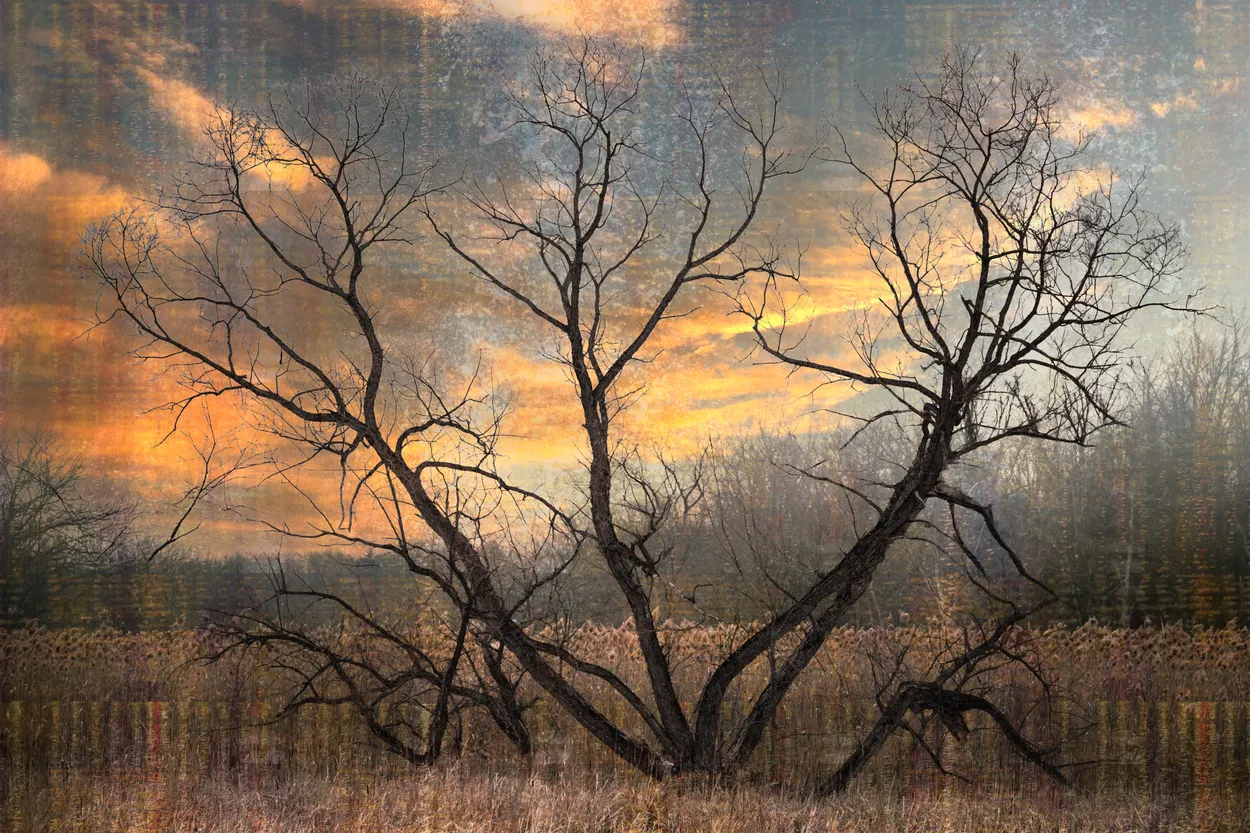A Lone Tree Against the Brutal New York Winter