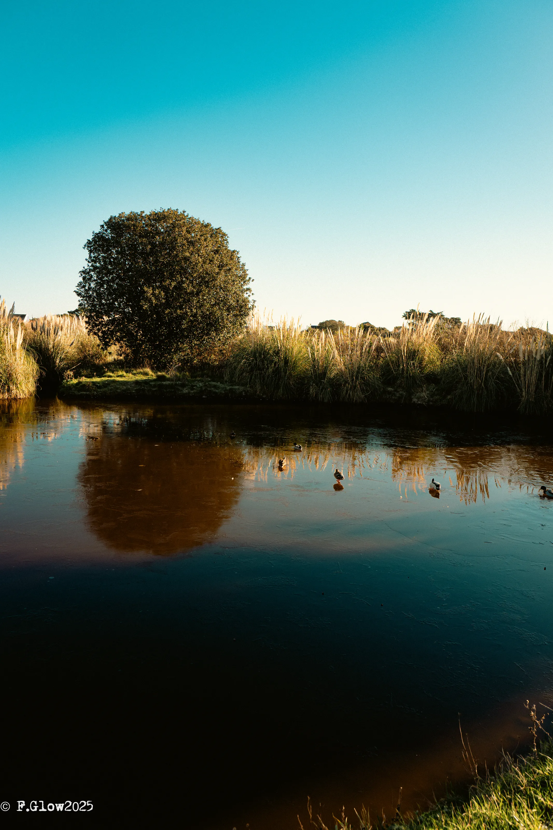 Ducks in winter