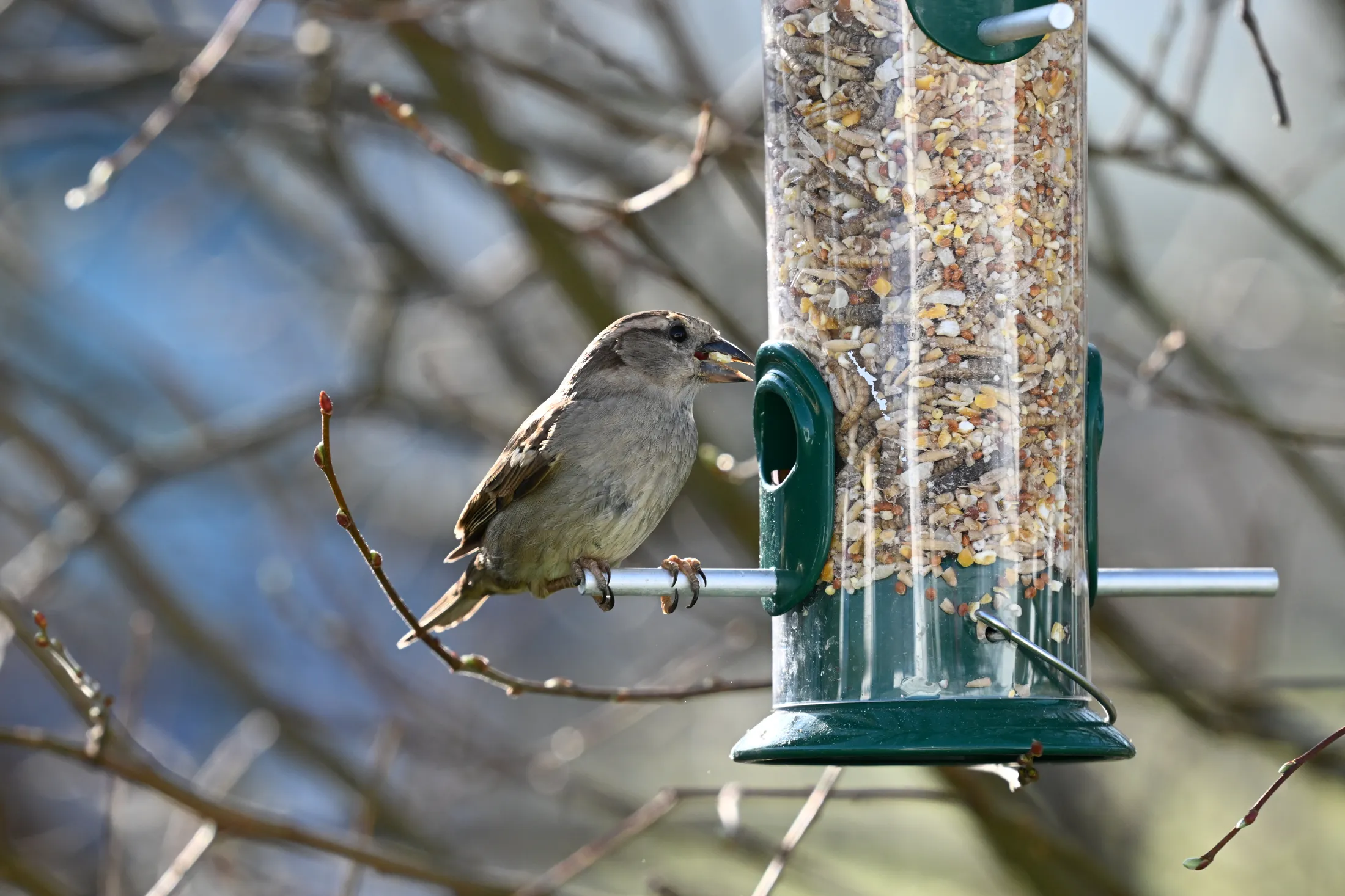 Sparrow on a feeder