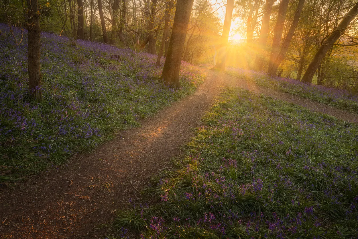 Dryhill bluebells at sunset