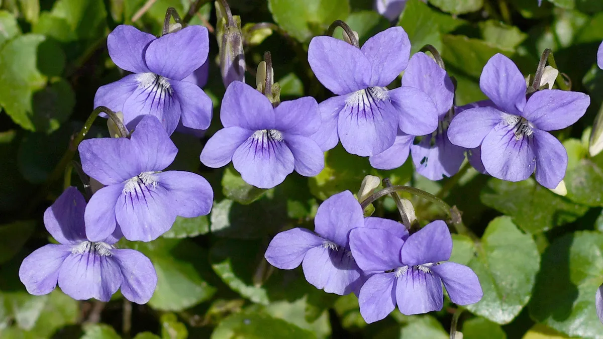 Violaceae