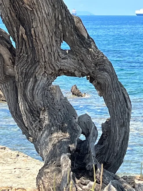 Tree @ Carmel
