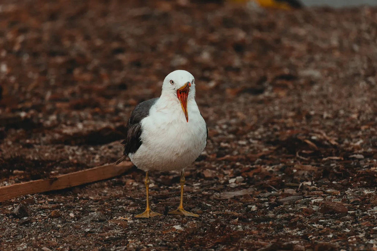 The Watchful Gull