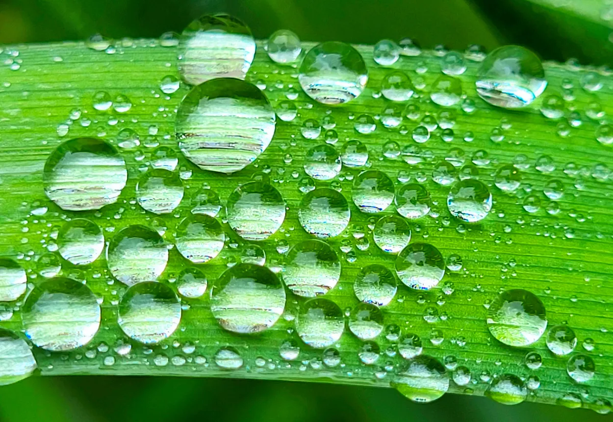 Backyard Fern Drops II