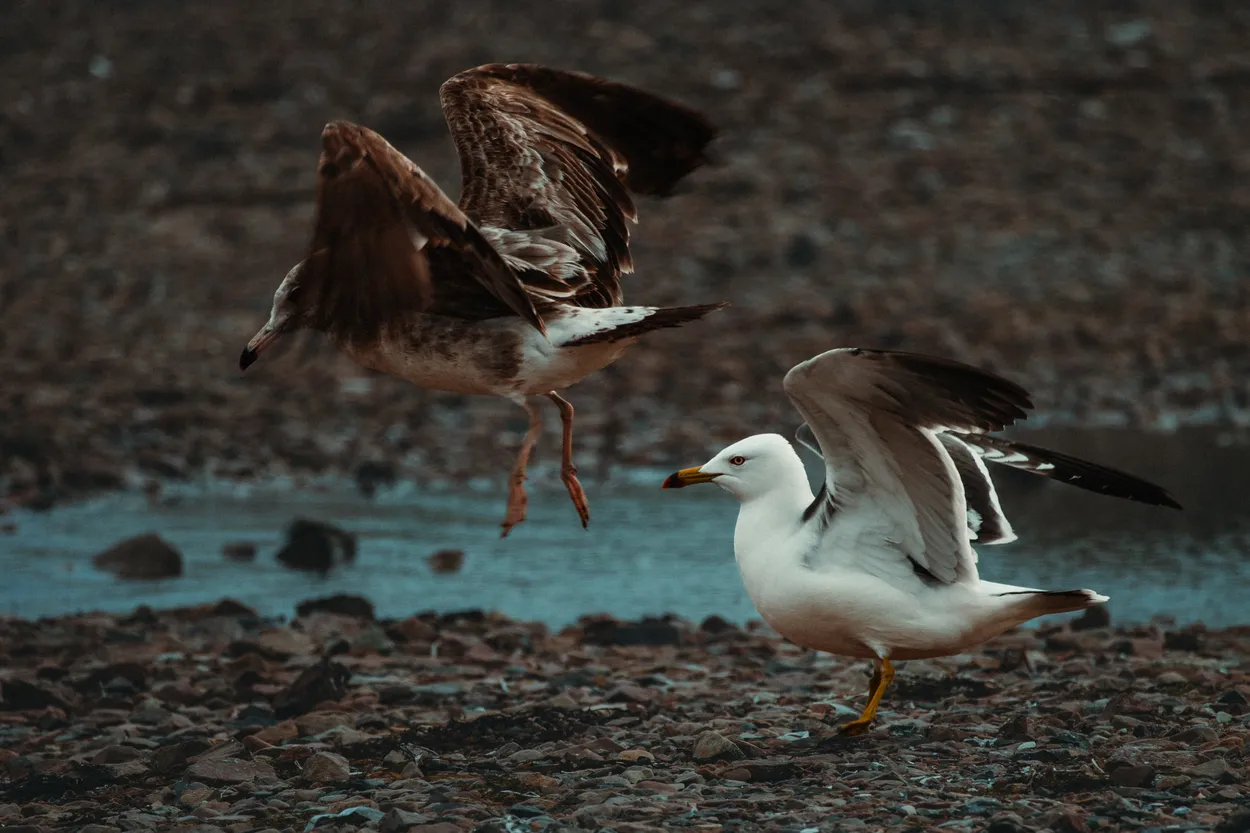 Wings Over the Shore