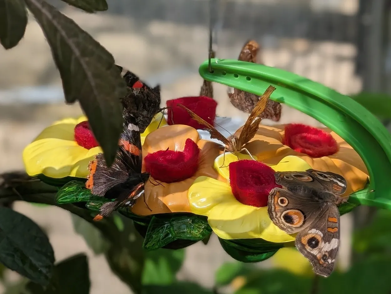 Butterflies Eating