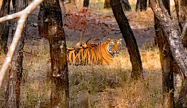 Prowling Tiger