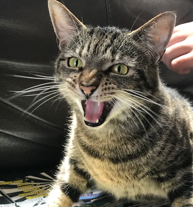 House cat or big cat?