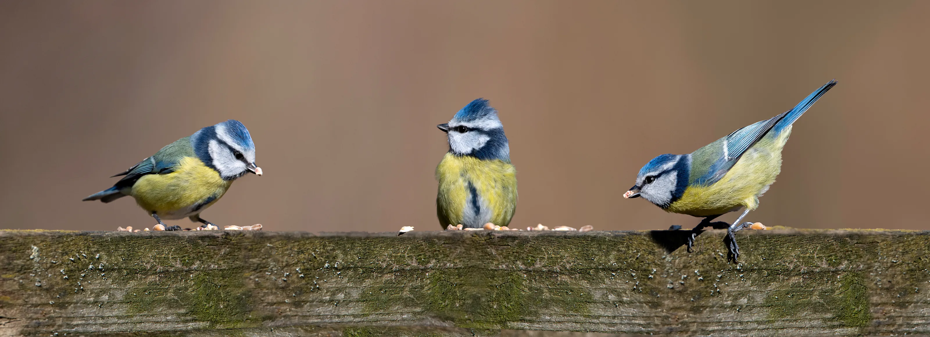 Birds in the Tit Family (in colour)