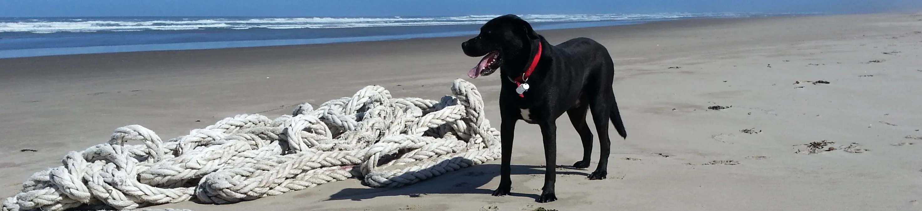 SAILOR BOY'S BEACH LEASH