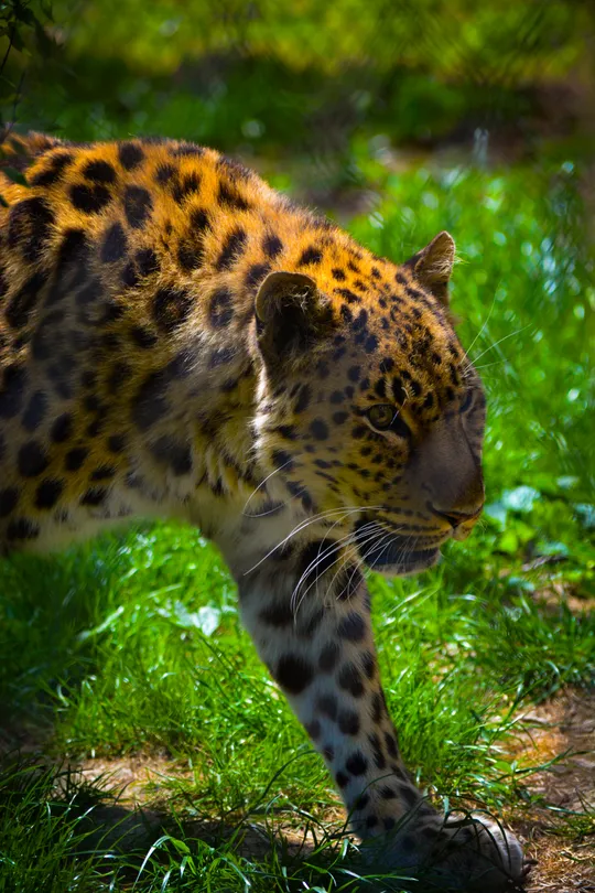 Panthera Pardus
