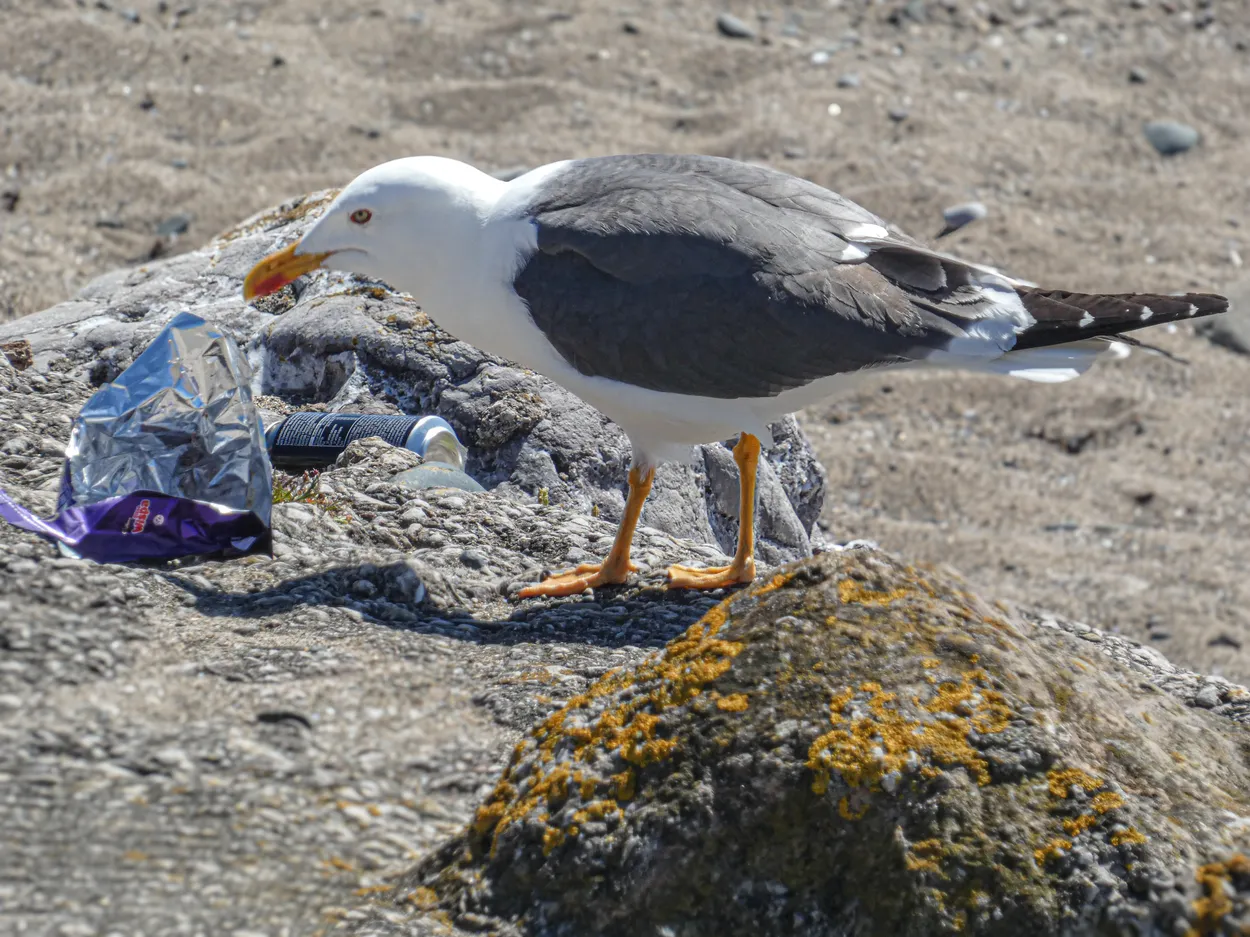 'Discarded rubbish'