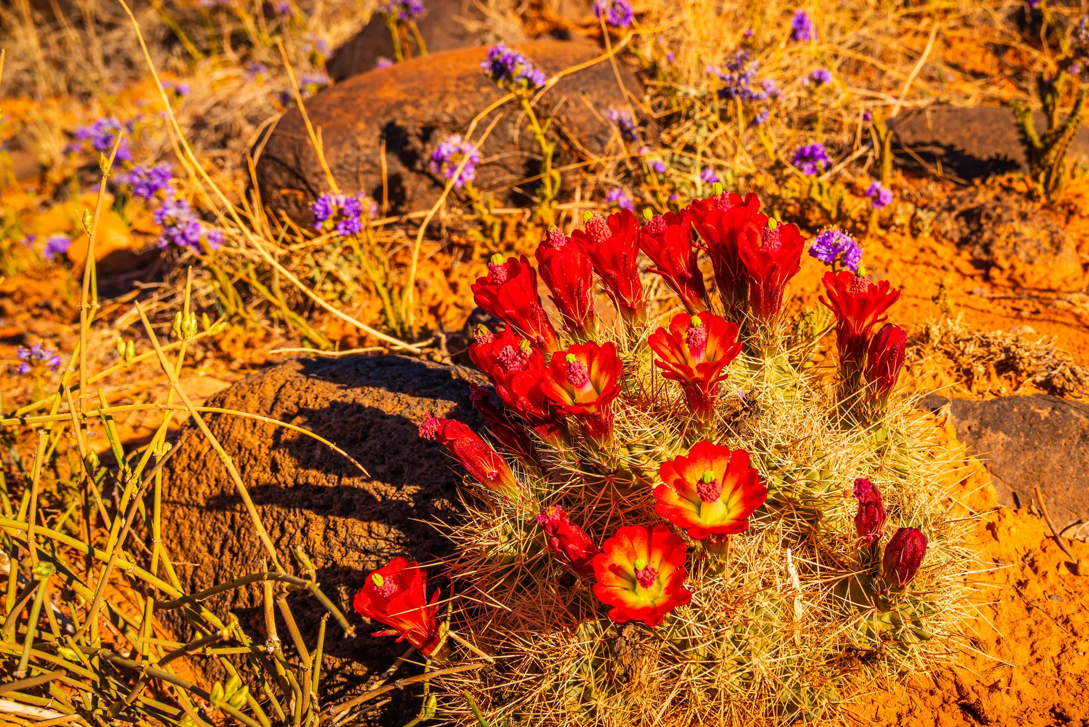 Claret Cup Cactus