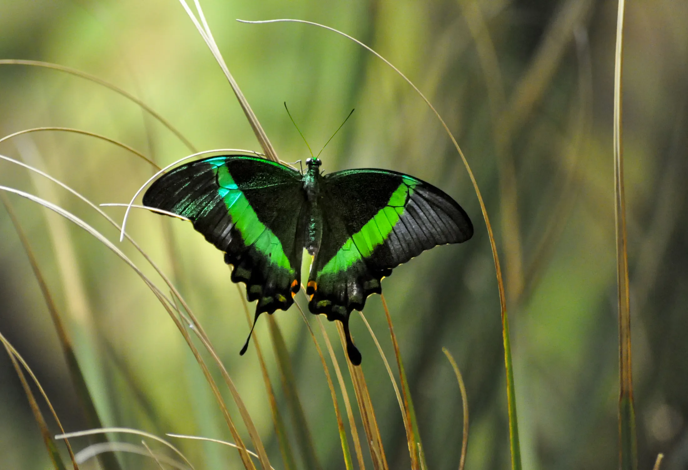 Swallotail green butterfly