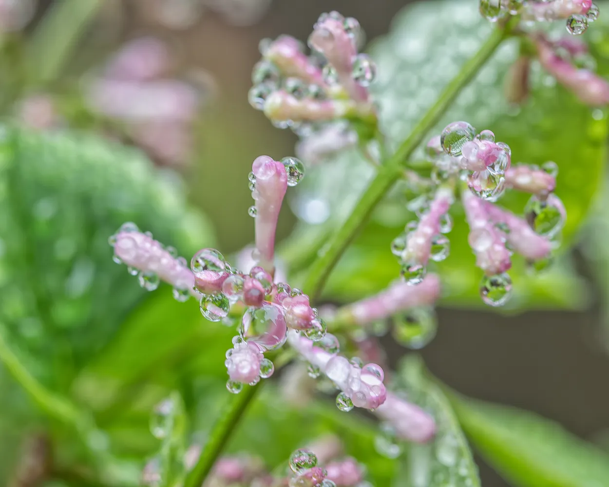 Raindrops on Korean Lilac Buds