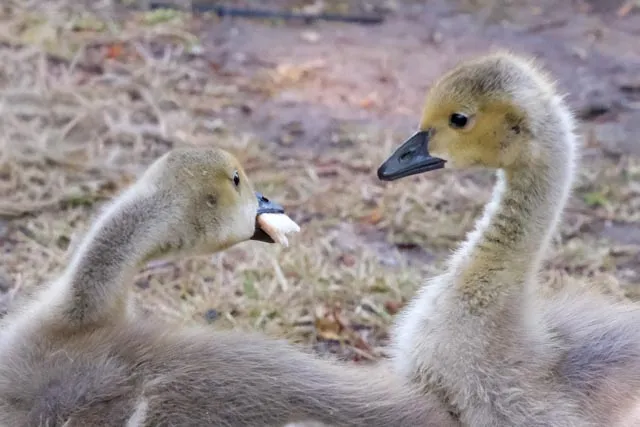 3499 Mom says you have to share