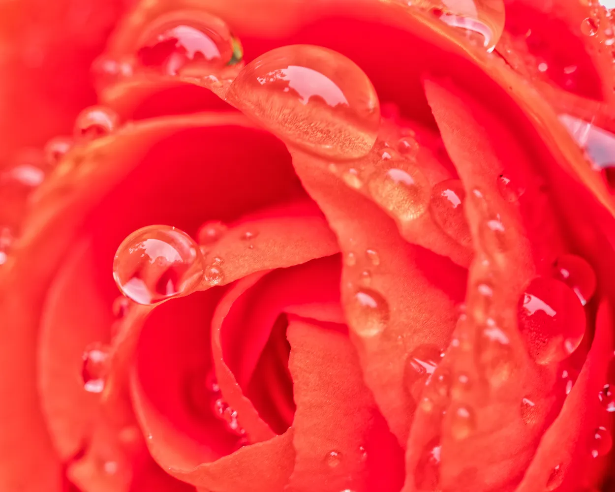 Raindrops on Begonia Blossom