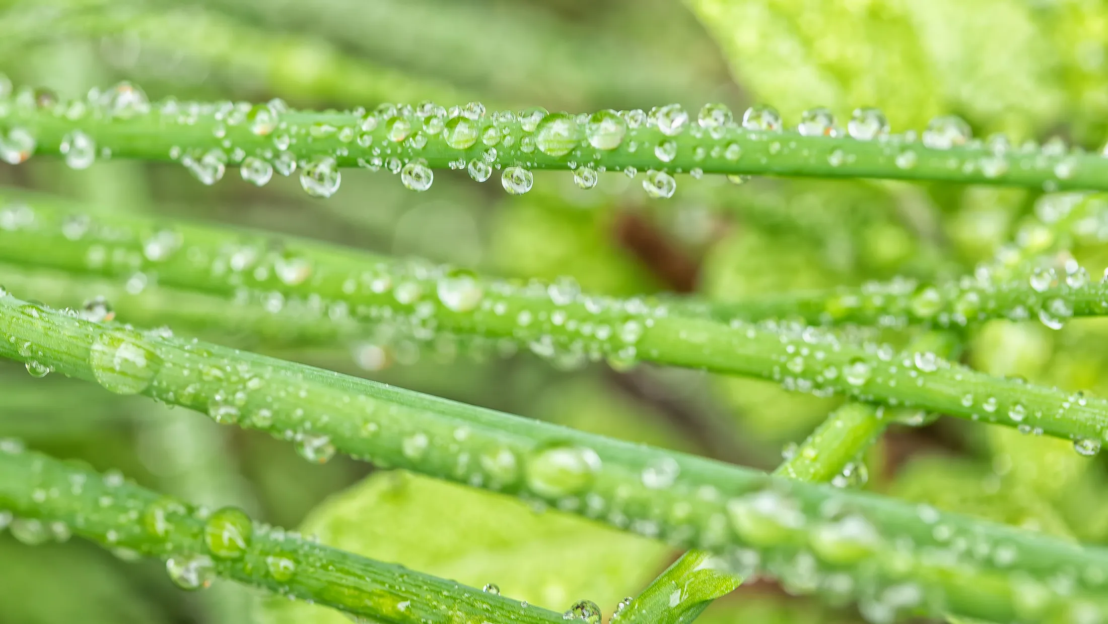 Raindrops on Chive Blades