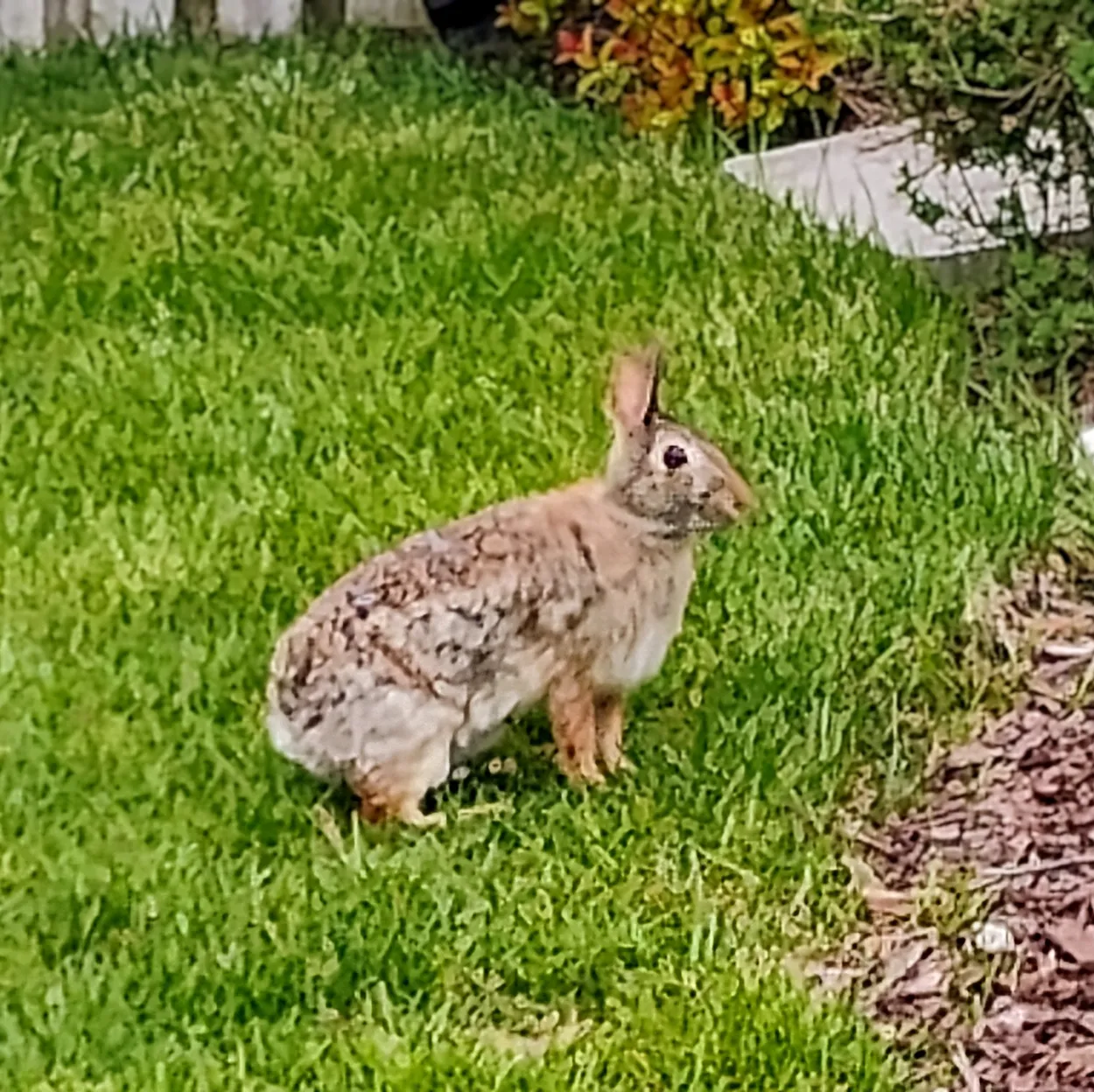 Big Bunny